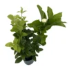 Grand Duke of Tuscany - Arabian Jasmine Plants Live - Triple Bloom- 4" Pot