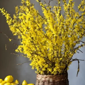 Forsythia Shrubs Bareroots - 10 Lynwood Gold Forsythia Plants 12-18 Inch Tall with Bright Yellow Flowers for Landscaping