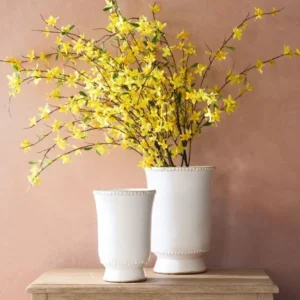 Forsythia Plants Live - 10-Pack Lynwood Gold Forsythia Bareroot Shrubs, 12-18 Inch Tall Yellow Flowering Bushes