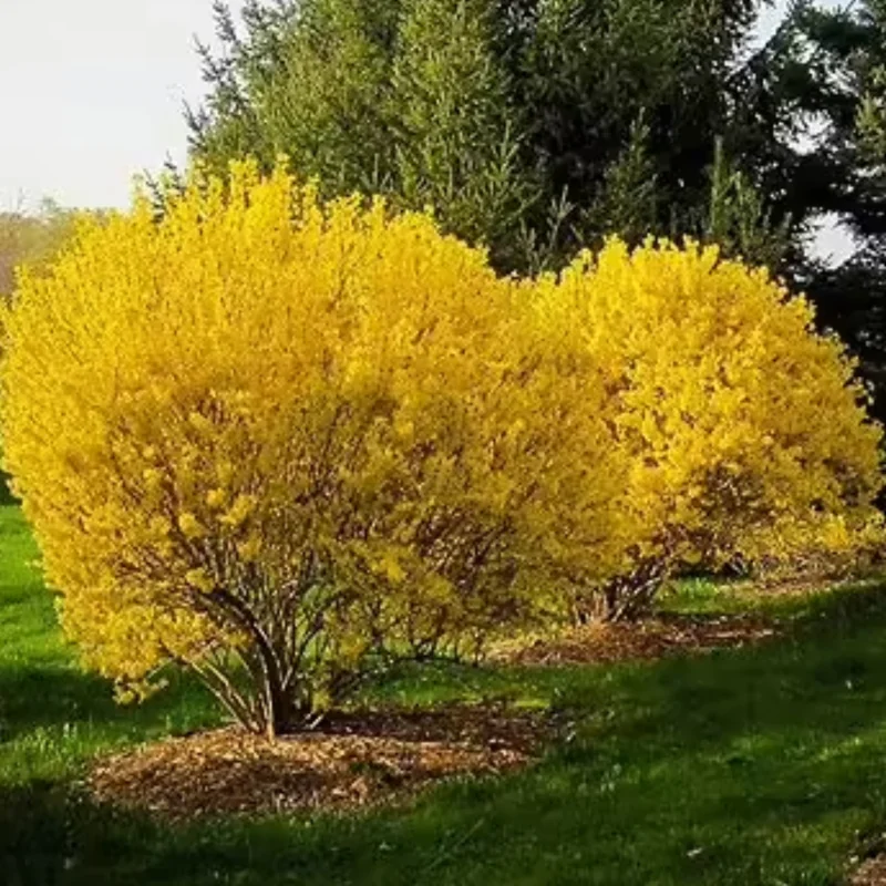 Forsythia Shrubs Bareroots - 10 Lynwood Gold Forsythia Plants 12-18 Inch Tall with Bright Yellow Flowers for Landscaping