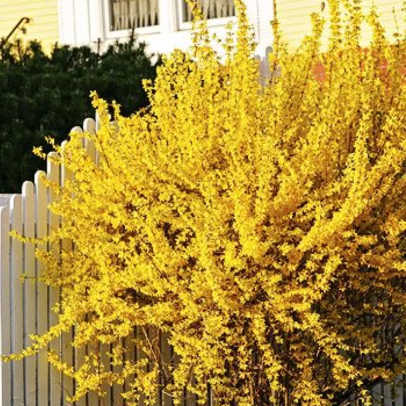 Forsythia Plants Live - 10-Pack Lynwood Gold Forsythia Bareroot Shrubs, 12-18 Inch Tall Yellow Flowering Bushes