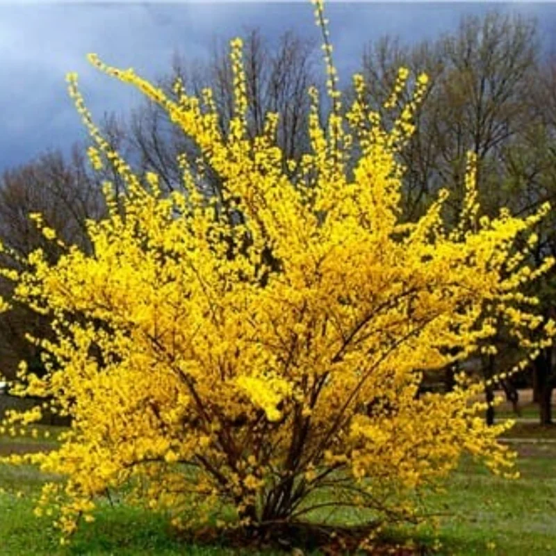 Forsythia Shrubs Bareroots - 10 Lynwood Gold Forsythia Plants 12-18 Inch Tall with Bright Yellow Flowers for Landscaping