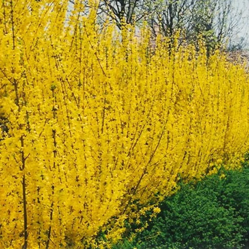 Forsythia Plants Live - 10-Pack Lynwood Gold Forsythia Bareroot Shrubs, 12-18 Inch Tall Yellow Flowering Bushes