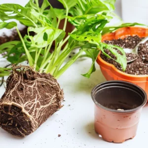 2 Swiss Cheese Plants - Monstera Adansonii Plants Live - 2.5" Pot