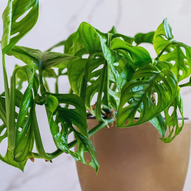 2 Swiss Cheese Plants - Monstera Adansonii Plants Live - 2.5" Pot