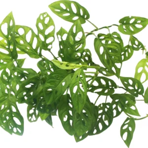 2 Swiss Cheese Plants - Monstera Adansonii Plants Live - 2.5