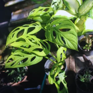 Set 3 of Monstera Adansonii Plants Live, Swiss Cheese Plants, 2.5 Inches Potted, House Plants Live