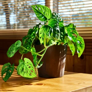 Set 3 of Monstera Adansonii Plants Live, Swiss Cheese Plants, 2.5 Inches Potted, House Plants Live