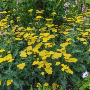 Yellow Yarrow Plant, Achillea Yarrow Plant Live, Quart Pot, Yarrow Flower Plant