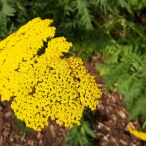 Yellow Yarrow Plant, Achillea Yarrow Plant Live, Quart Pot, Yarrow Flower Plant