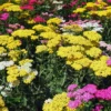 Achillea Yarrow Plants Live, 4 to 6 Inches Tall, Yarrow Flower Plant for Your Garden
