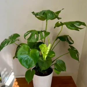Monstera Plant Live, Starter Monstera Deliciosa Plant, Live Monstera Plant Indoor From 5 Inches Tall Bareroot
