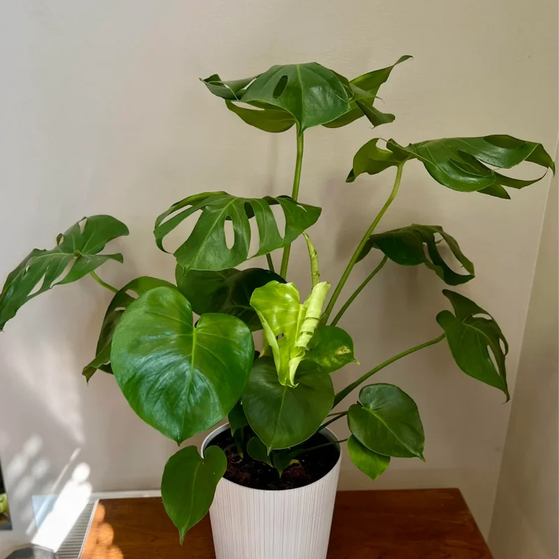 Monstera Plant Live, Starter Monstera Deliciosa Plant, Live Monstera Plant Indoor From 5 Inches Tall Bareroot