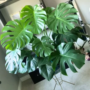 Monstera Plant Live, Starter Monstera Deliciosa Plant, Live Monstera Plant Indoor From 5 Inches Tall Bareroot