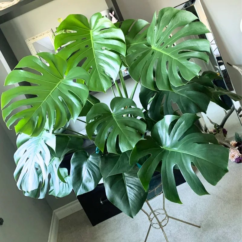 Monstera Plant Live, Starter Monstera Deliciosa Plant, Live Monstera Plant Indoor From 5 Inches Tall Bareroot