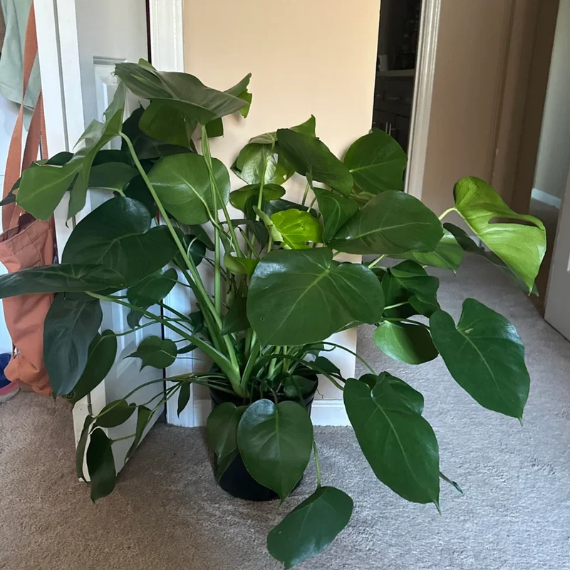 Monstera Plant Live, Starter Monstera Deliciosa Plant, Live Monstera Plant Indoor From 5 Inches Tall Bareroot