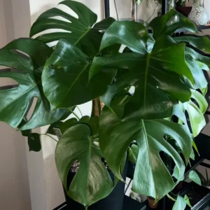 Monstera Plant, Live Monstera Deliciosa, Monstera Indoor Plant, Live Indoor Plant, From 5 to 6 Inches Height No Pot