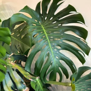 Monstera Plant, Live Monstera Deliciosa, Monstera Indoor Plant, Live Indoor Plant, From 5 to 6 Inches Height No Pot