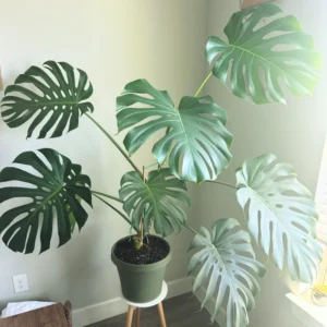 Monstera Plant, Live Monstera Deliciosa, Monstera Indoor Plant, Live Indoor Plant, From 5 to 6 Inches Height No Pot