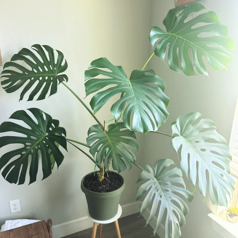 Monstera Plant, Live Monstera Deliciosa, Monstera Indoor Plant, Live Indoor Plant, From 5 to 6 Inches Height No Pot