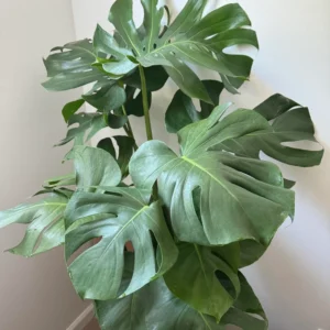 Monstera Plant, Live Monstera Deliciosa, Monstera Indoor Plant, Live Indoor Plant, From 5 to 6 Inches Height No Pot