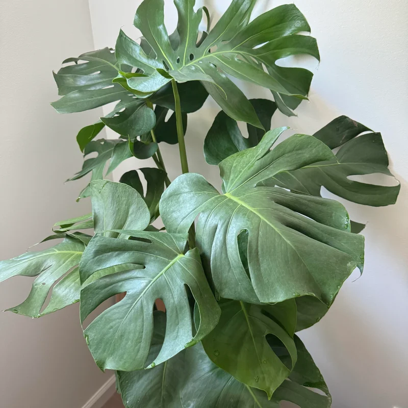 Monstera Plant, Live Monstera Deliciosa, Monstera Indoor Plant, Live Indoor Plant, From 5 to 6 Inches Height No Pot