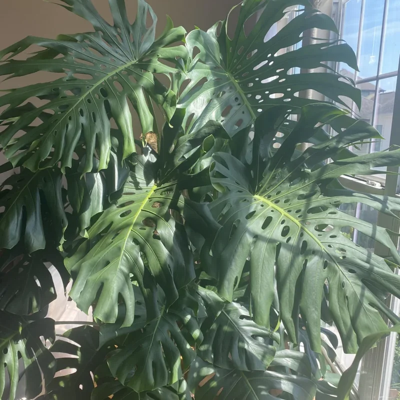 Monstera Plant Live, Starter Monstera Deliciosa Plant, Live Monstera Plant Indoor From 5 Inches Tall Bareroot