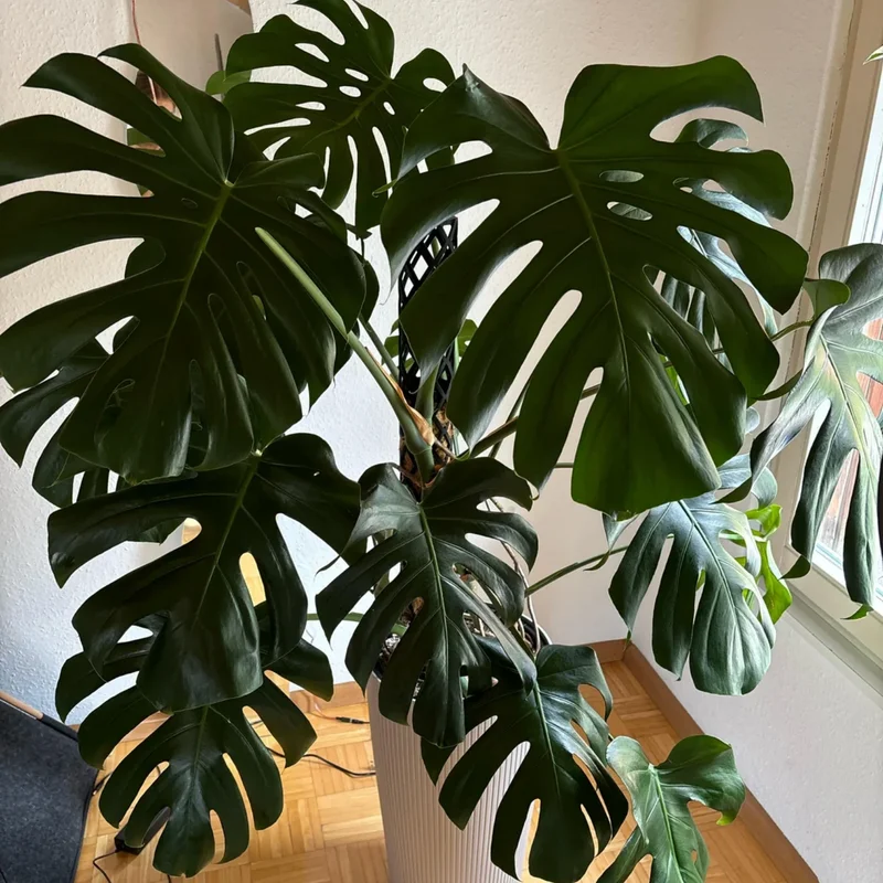 Monstera Plant Live, Starter Monstera Deliciosa Plant, Live Monstera Plant Indoor From 5 Inches Tall Bareroot