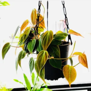 Philodendron Micans Live Plant, Philodendron Micans 6 Inch Tall, Velvet Leaf Philodendron Micans Plant