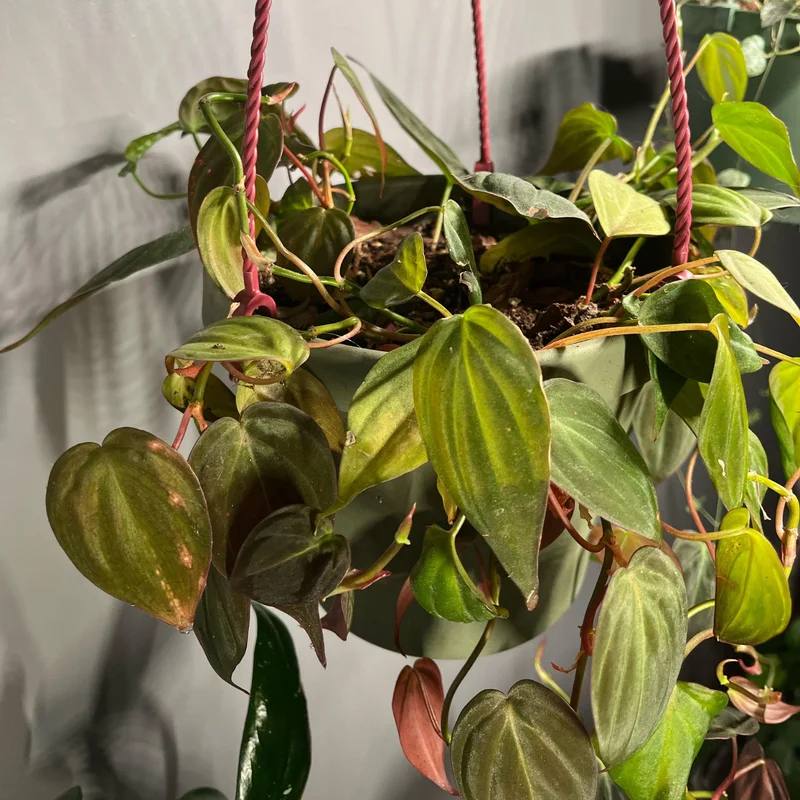 Philodendron Micans Live Plant, Philodendron Micans 6 Inch Tall, Velvet Leaf Philodendron Micans Plant