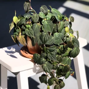 Philodendron Micans Live Plant, Philodendron Micans 6 Inch Tall, Velvet Leaf Philodendron Micans Plant