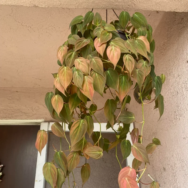 Philodendron Micans Live Plant, Philodendron Micans 6 Inch Tall, Velvet Leaf Philodendron Micans Plant