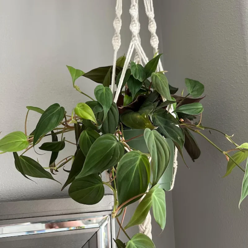 Philodendron Micans Live Plant, Philodendron Micans 6 Inch Tall, Velvet Leaf Philodendron Micans Plant