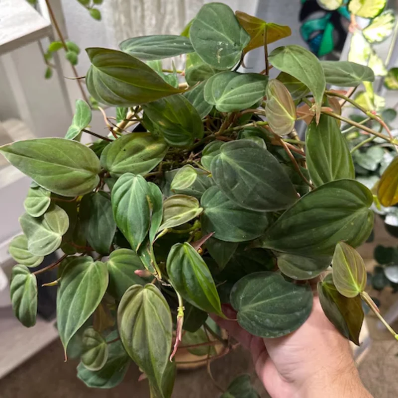 Micans Philodendron Plant Live, Red Velvet Philodendron Micans From 4 Inches Tall Bareroot, Philodendron Micans Plant Live House Plant