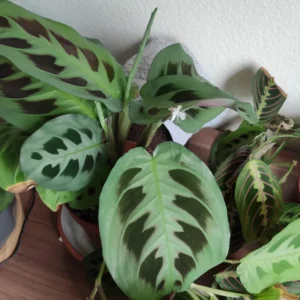 2 Prayer Plants Live House Plants, Maranta Plants Live, Calathea Prayer Plants Live, House Plants 4 To 5 Inches Tall No Pot