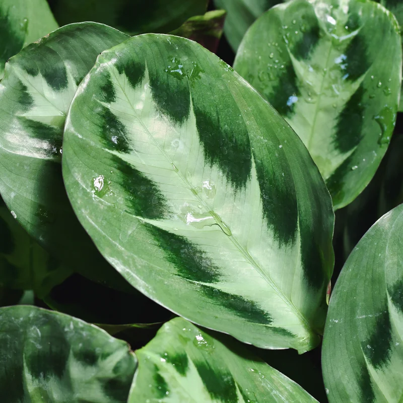 2 Prayer Plants Live House Plants, Maranta Plants Live, Calathea Prayer Plants Live, House Plants 4 To 5 Inches Tall No Pot