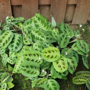 2 Prayer Plants Live House Plants, Maranta Plants Live, Calathea Prayer Plants Live, House Plants 4 To 5 Inches Tall No Pot