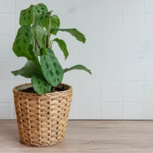 2 Prayer Plants Live House Plants, Maranta Plants Live, Calathea Prayer Plants Live, House Plants 4 To 5 Inches Tall No Pot