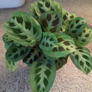 2 Prayer Plants Live, Maranta Prayer Plants, Prayer Plants Live Indoor, Live Prayer House Plants From 5 Inches Heigth No Pot