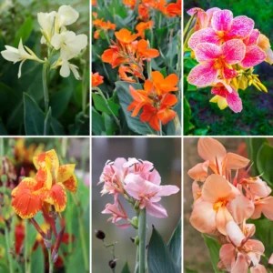 Canna Lily, 3 Dwarf Canna Lily Plants, Multi Color Canna Lily Plants 4 To 7 Inches Tall Bareroots, Flower Plants For Fall Planting Outdoor Garden