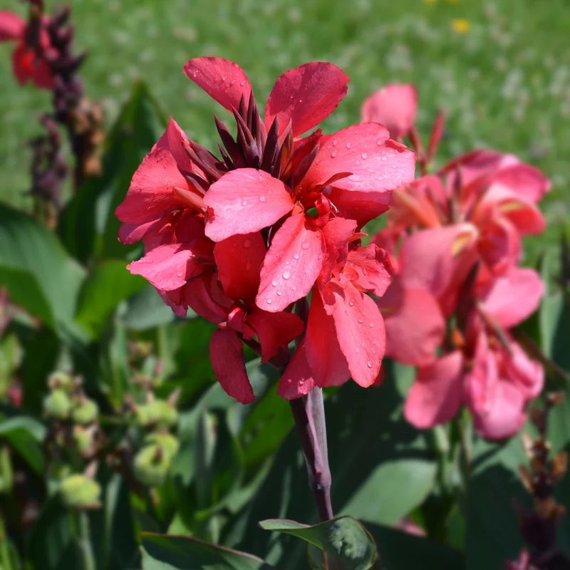 Canna Lily, 3 Dwarf Canna Lily Plants, Multi Color Canna Lily Plants 4 To 7 Inches Tall Bareroots, Flower Plants For Fall Planting Outdoor Garden
