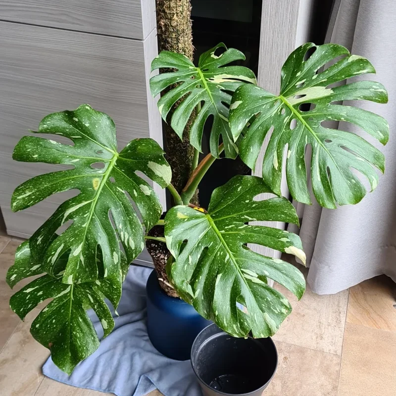 Rare Monstera Plant Live, Yellow Green Leaves Plant, Monstera House Plant From 5 To 6 Inches Height No Pot