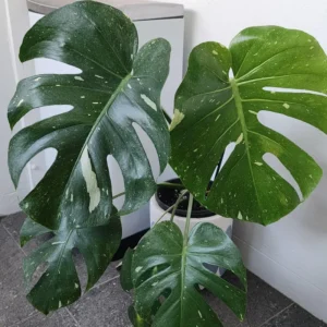 Rare Monstera Plant Live, Yellow Green Leaves Plant, Monstera House Plant From 5 To 6 Inches Height No Pot