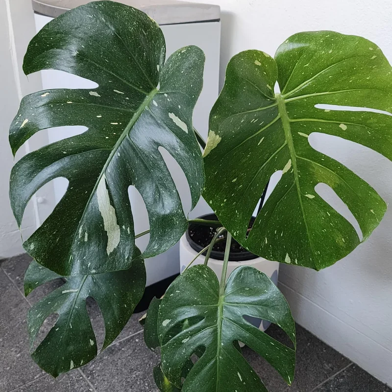 Rare Monstera Plant Live, Yellow Green Leaves Plant, Monstera House Plant From 5 To 6 Inches Height No Pot