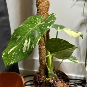 Rare Monstera Plant Live, Yellow Green Leaves Plant, Monstera House Plant From 5 To 6 Inches Height No Pot