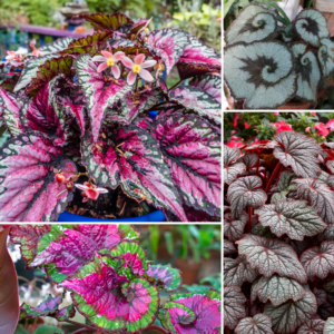 Begonia Plants, Pack 2 Mixed Begonia Plants Live, Indoor Plants For Houseplant, Rare Begonia From 3 To 5 Inches Tall Bareroot