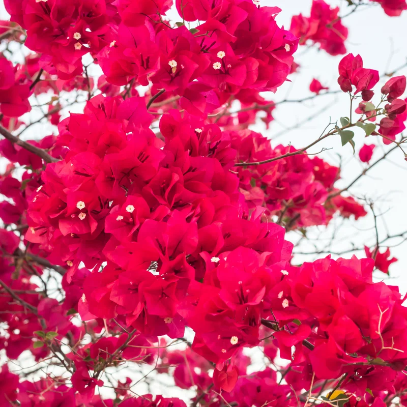 2 Bougainvillea Plants, Bougainvillea Live From 4 Inches Height No Pot, Outdoor Flower Plants To Ornament In Garden