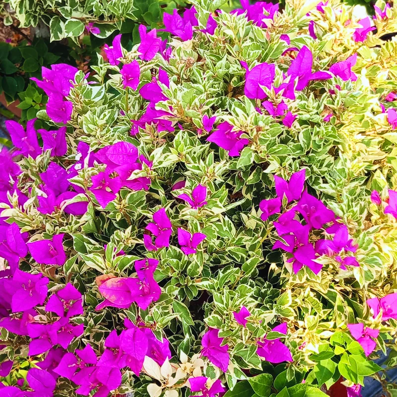 2 Bougainvillea Plants, Bougainvillea Live From 4 Inches Height No Pot, Outdoor Flower Plants To Ornament In Garden