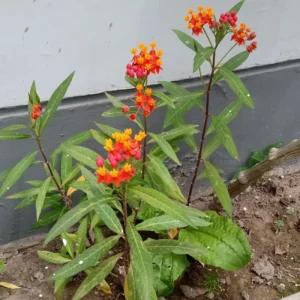 2 Tropical Milkweed Plants Live, Asclepias Milkweed Plants 4 to 5 Inches Tall Bareroots, Outdoor Planting