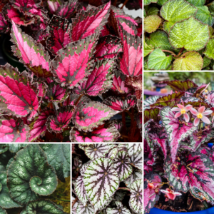 Begonia Live Plants, Set 2 Mix Begonia House Plants Live 4 to 5 Inches Height No Pot, Rare Begonia Plants For Ornament